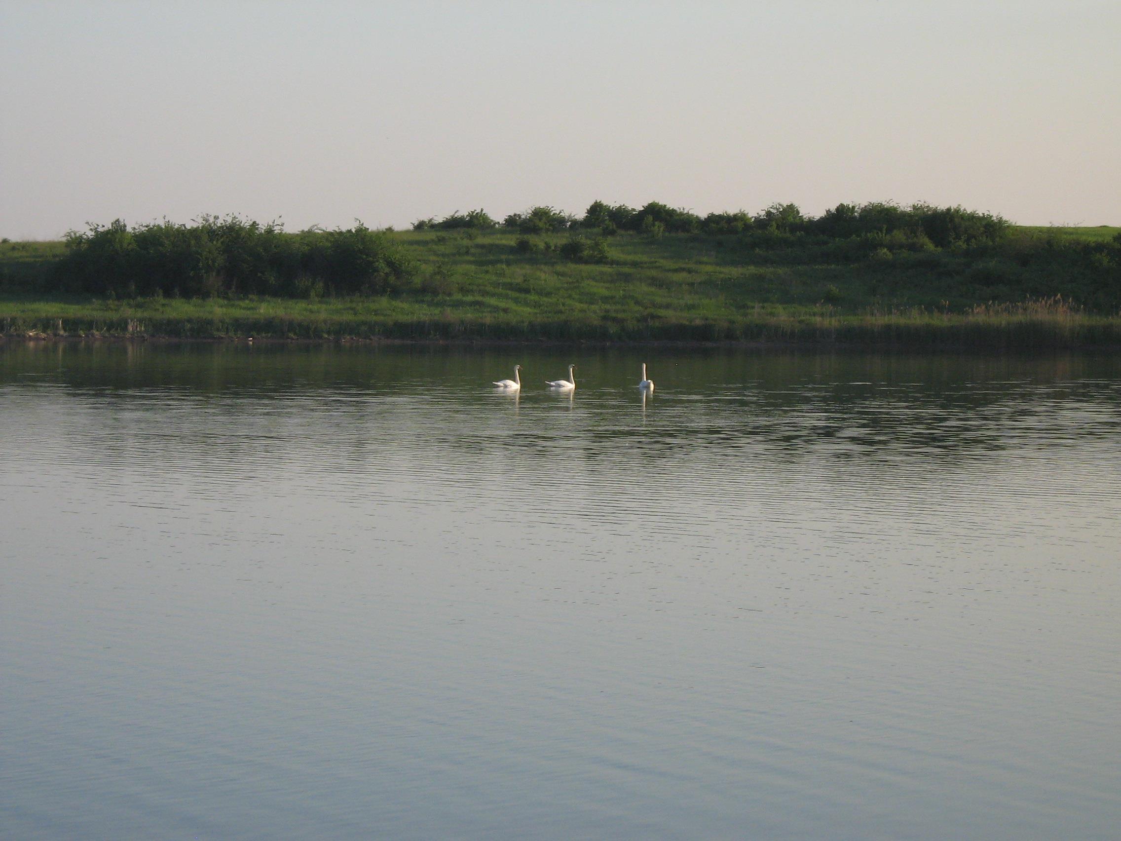 Party Cup -Hobaia 2010 - IMG_1058.JPG